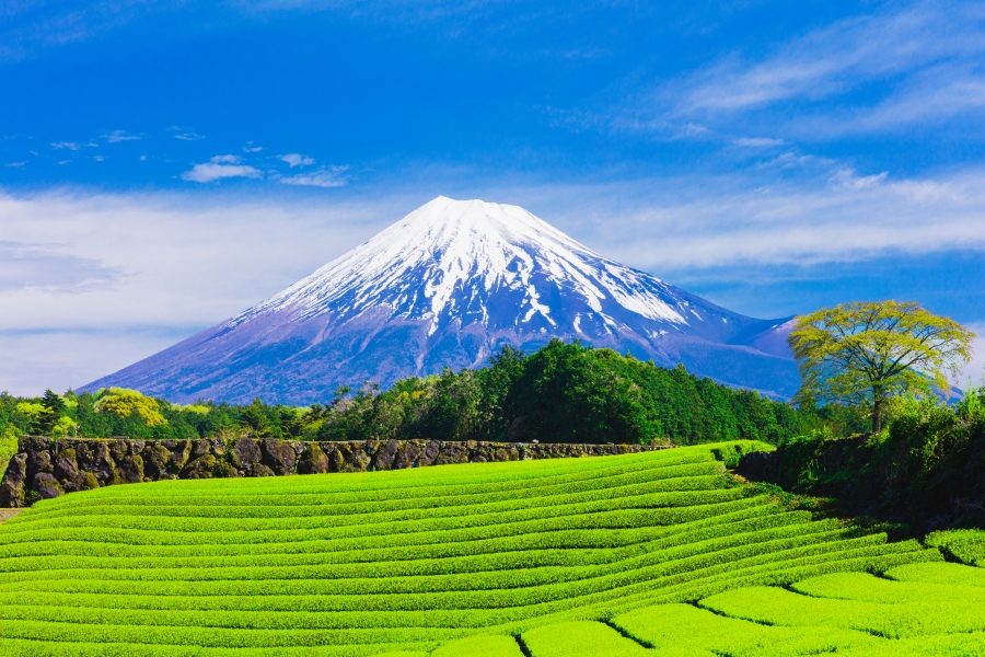 富士山と茶畑