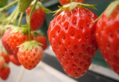 Kuno Highway Ishigaki Strawberries